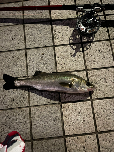 セイゴ（タイリクスズキ）の釣果