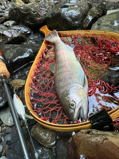 アマゴの釣果