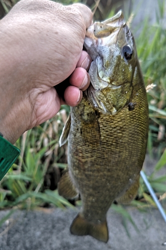 スモールマウスバスの釣果