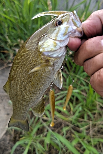 スモールマウスバスの釣果