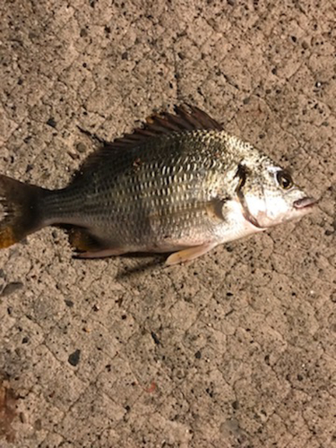 キビレの釣果