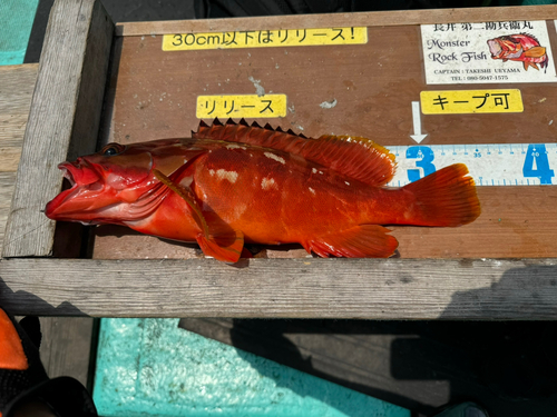 アカハタの釣果