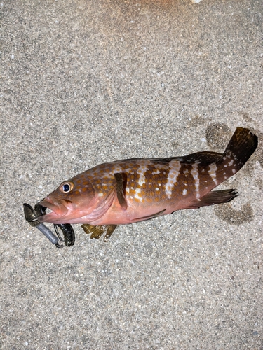 アコウの釣果