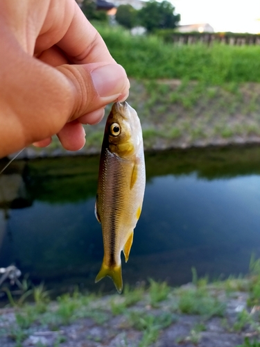 カワムツの釣果