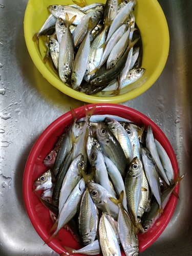 アジの釣果