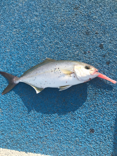 ショゴの釣果