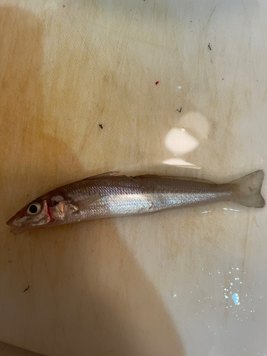 キスの釣果