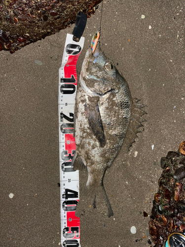 クロダイの釣果