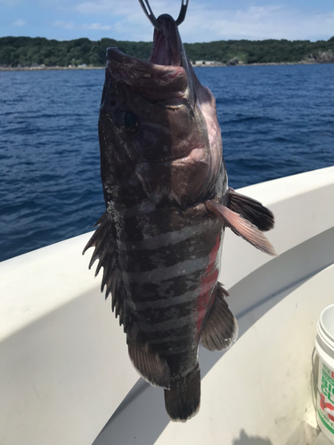 マハタの釣果