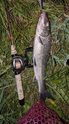 ニゴイの釣果