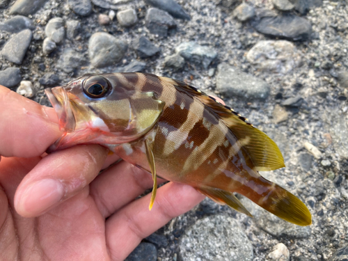 アカハタの釣果