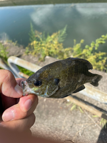 ブルーギルの釣果