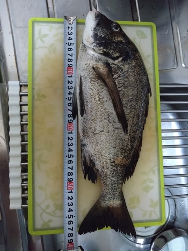 クロダイの釣果