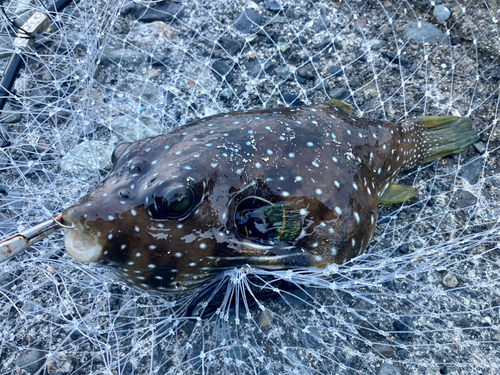 サザナミフグの釣果