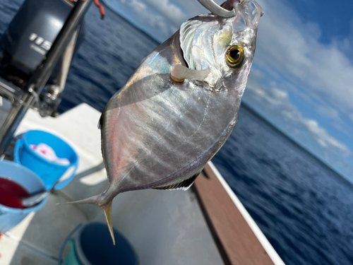 カイワリの釣果