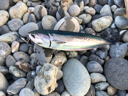 ソウダガツオの釣果