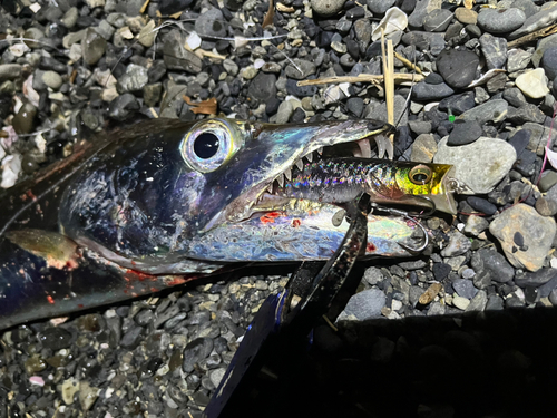 タチウオの釣果