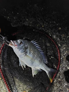 キビレの釣果