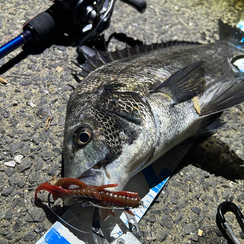 クロダイの釣果