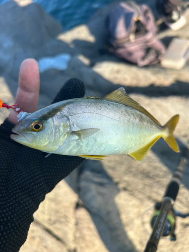 シオの釣果