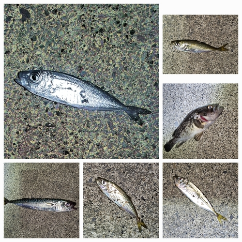 アジの釣果