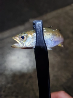 ムツの釣果