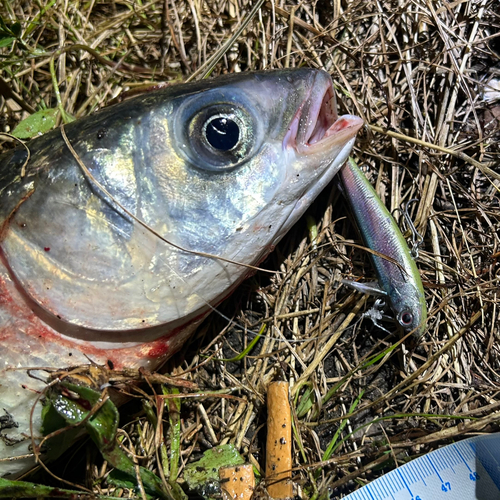 ボラの釣果