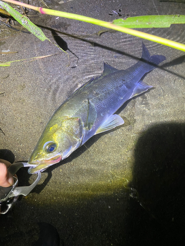 セイゴ（マルスズキ）の釣果