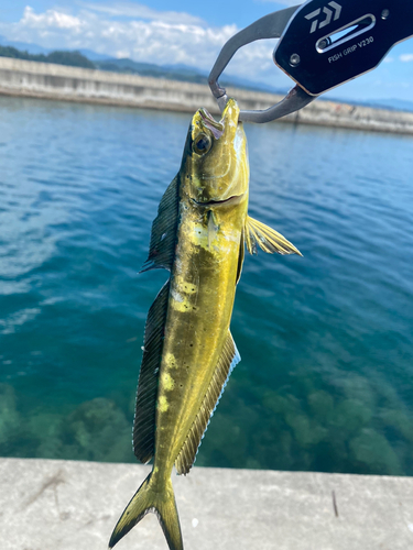 シイラの釣果