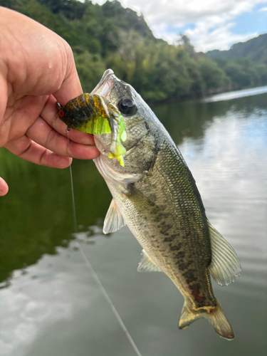 ブラックバスの釣果