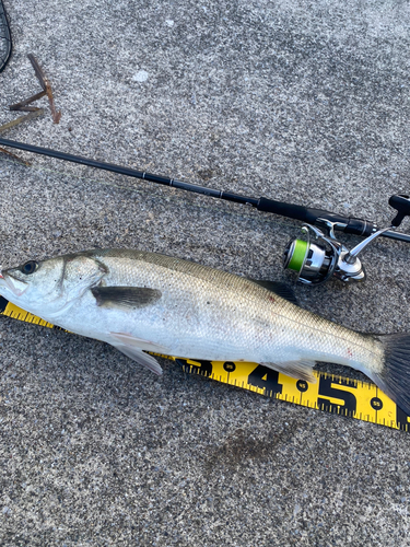 シーバスの釣果