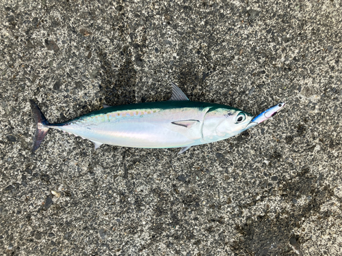 マルソウダの釣果