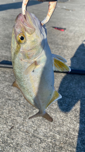 ショゴの釣果