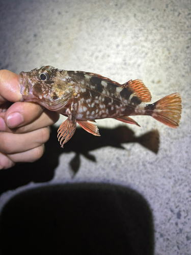 カサゴの釣果