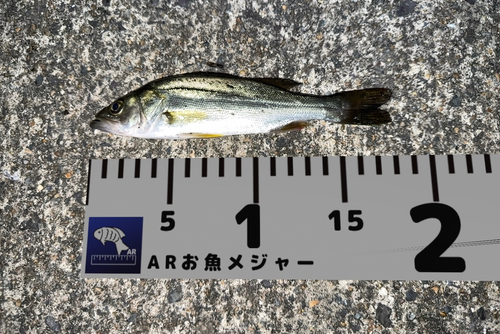 セイゴ（マルスズキ）の釣果