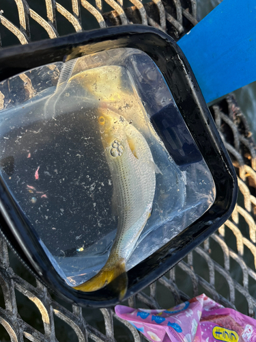 コノシロの釣果