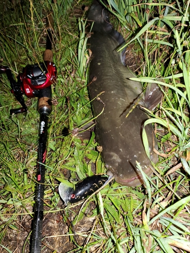 マナマズの釣果