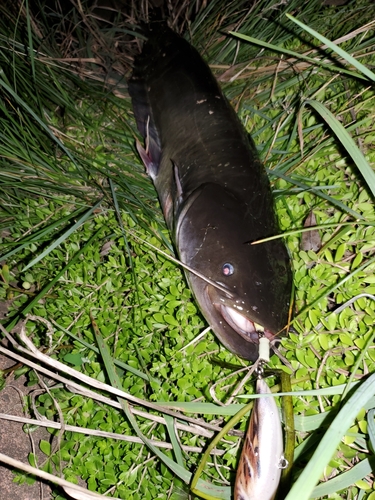 マナマズの釣果