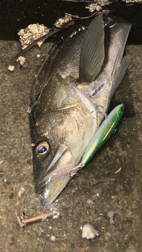 シーバスの釣果