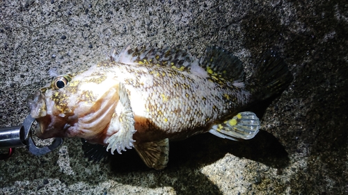 オウゴンムラソイの釣果