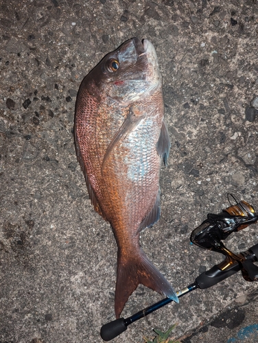 マダイの釣果