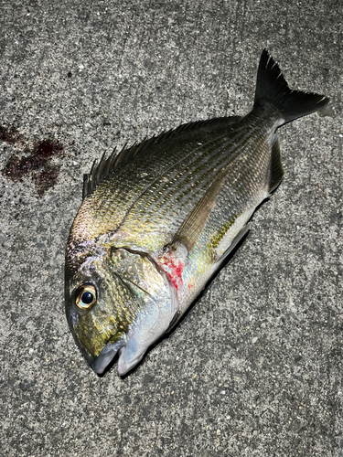 ヘダイの釣果