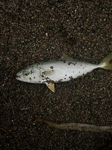 ワカシの釣果