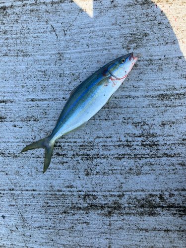 ツムブリの釣果