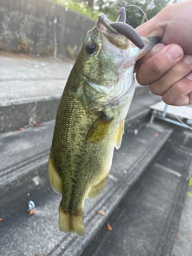 ラージマウスバスの釣果