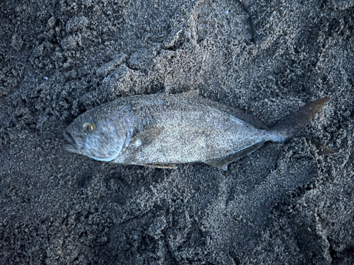 ショゴの釣果