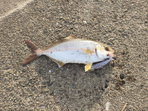 ショゴの釣果