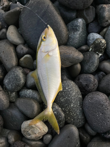 ショゴの釣果