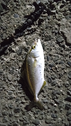 ショゴの釣果