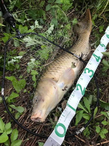 コイの釣果